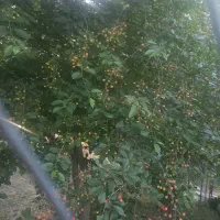 زمین باغ در گرنگاه