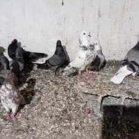 کفترپرشی اس فروشی