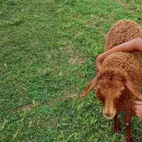 گوسفند|حیوانات مزرعه|سورک, |دیوار