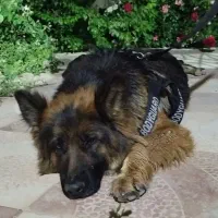 سگ ژرمن شولاین اصیل