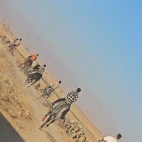 آموزش سوارکاری ،  فروش اسب های اصیل  ، پانسیون اسب