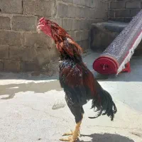 خروس لاری
