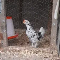 خروس و مرغ گلین مرندی سیلور تزئینی