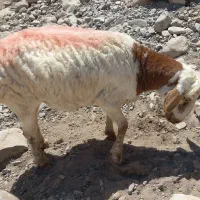 گوسفند