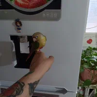 طوطی گرینچیک