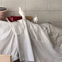 کبوتر یا کفتر