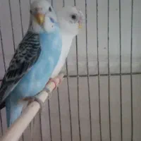 جفت مرغ عشق نر ماده مولد وهر دو رنگ خاص