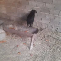 بز.
