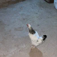 مرغ تخمگذار