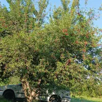 سر کارگر هستم خواهان کارم ،کارگر دارم برای چیدن
