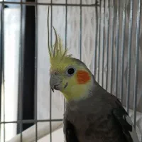 عروس هلندی