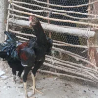 جوجه لاری  به شرط