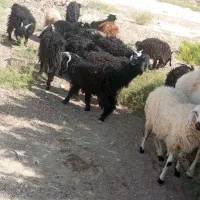 ۲عدد بره+20عدد کره