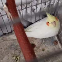 عروس هلندی نر