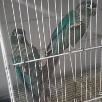 جفت گرینچیک تراکوبیس نرمال