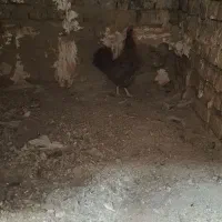 مرغ چهل تاج مینیاتوری