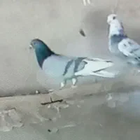 گمشده