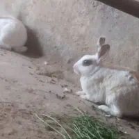 خرگوش مفت