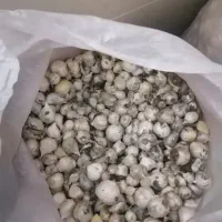 موسیر کوهی مناسب برای کاشت