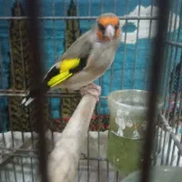 دوعدد سهره معاوضه با قناری جفتی