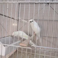 قناری رسمی بلند