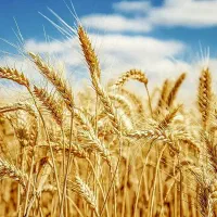 کود تخصصی گندم و جو و اصلاح خاک و تقویت ریشه غلات