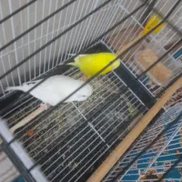 مرغ عشق