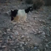 بزه کهره دار