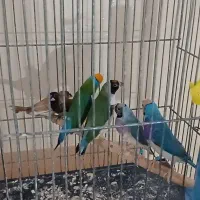 فنچ گلدین|پرنده|کوار, |دیوار