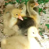 جوجه غاز یک ماهه