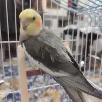 عروس هلندی نر سخنگو