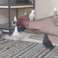 رامهرمز
