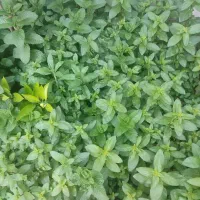 بینه|خوردنی و آشامیدنی|کوچصفهان, |دیوار