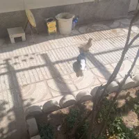 دم سفید