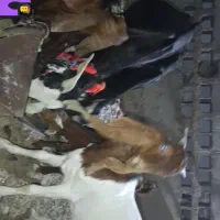 فروش ۴بز چندقلو زا کهردار