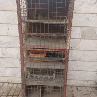 جفتکن آهنی کبوتر