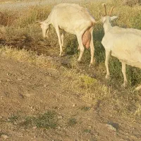 دو عدد بز سانن پر شیر روزی ۷کیلو شیر میدن ۳قلو زا
