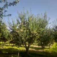 فروش سیب لبنان