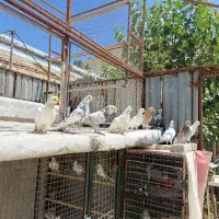 ۱۱عدد کفتر پرشی