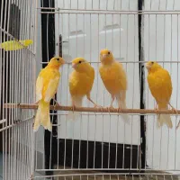 5عدد قناری نرو ماده