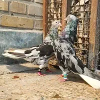 پرنده کبوتر انواع دم سفید،اشعل،ماده و نر دمسفید