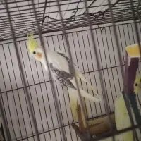 فروش جفت عروس هلندی  دوکت