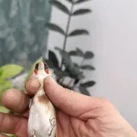 فروش جوجه سهره خاکی