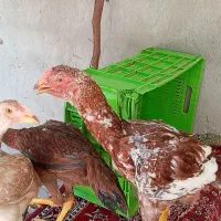 خروس اصیل نژاد دار