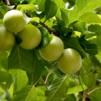 اجاره آلوچه شما رو درخت