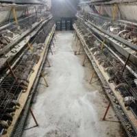 تخم نطفه دار و جوجه یکروزه بلدرچین