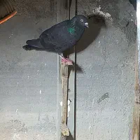 معاوضه کبوتر