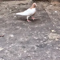 جوجه افغانی