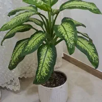 تعدادی گل طبیعی شاداب