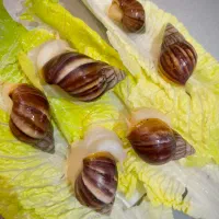حلزون آچاتینا درمانی